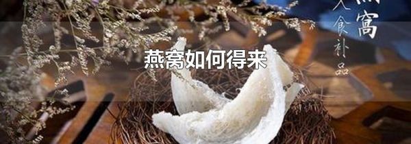 燕窝如何得来