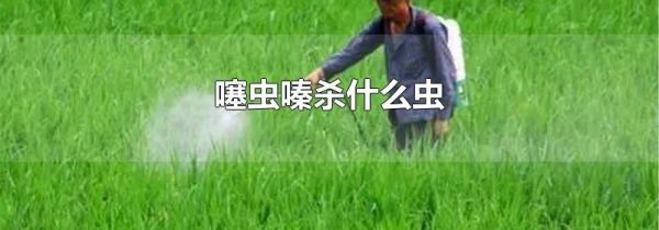 噻虫嗪杀什么虫