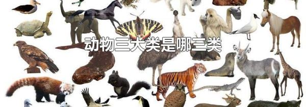 动物三大类是哪三类