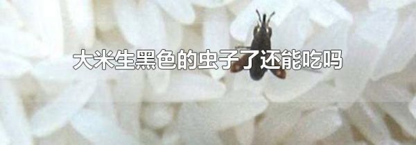大米生黑色的虫子了还能吃吗