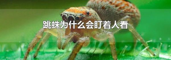 跳蛛为什么会盯着人看