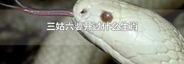 三姑六婆开过什么生肖