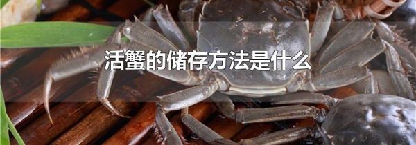 活蟹的储存方法是什么