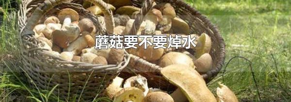 蘑菇要不要焯水