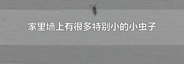 家里墙上有很多特别小的小虫子
