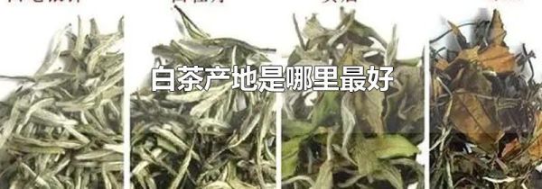 白茶产地是哪里最好