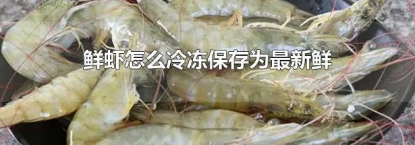 鲜虾怎么冷冻保存为最新鲜