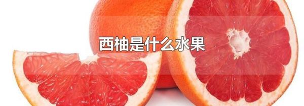 西柚是什么水果