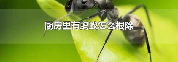 厨房里有蚂蚁怎么根除