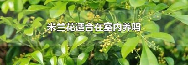米兰花适合在室内养吗
