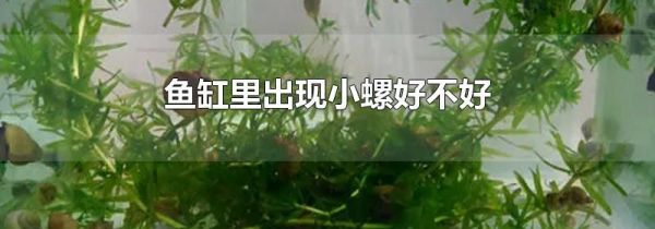 鱼缸里出现小螺好不好