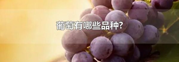 葡萄有哪些品种?