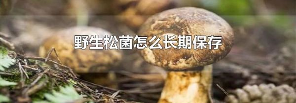 野生松菌怎么长期保存