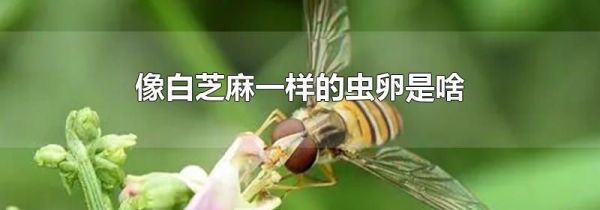 像白芝麻一样的虫卵是啥