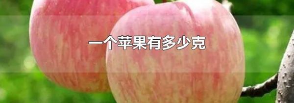 一个苹果有多少克