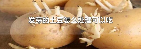 发芽的土豆怎么处理可以吃