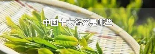 中国十大名茶是哪些