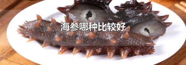 海参哪种比较好