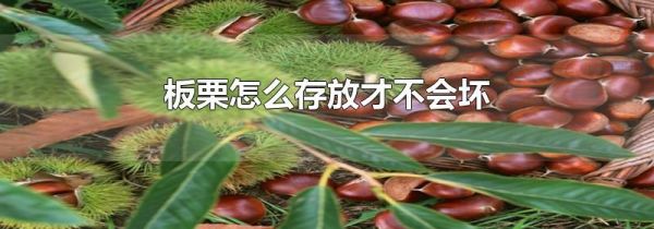 板栗怎么存放才不会坏