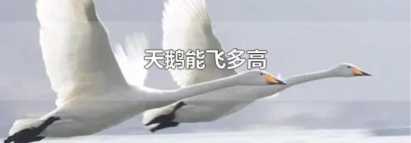 天鹅能飞多高
