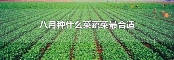 八月种什么菜蔬菜最合适