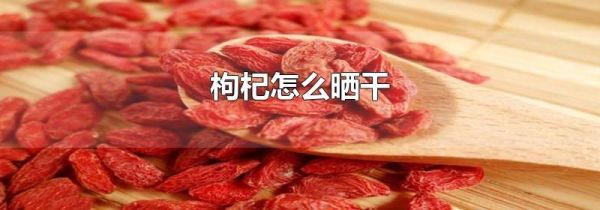 枸杞怎么晒干