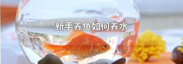 新手养鱼如何养水