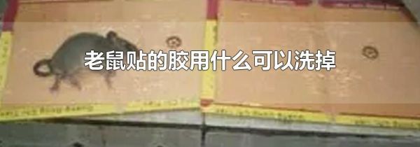 老鼠贴的胶用什么可以洗掉