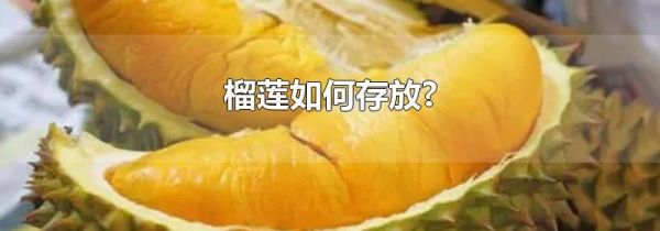 榴莲如何存放?