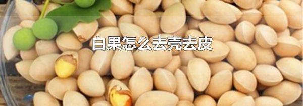 白果怎么去壳去皮