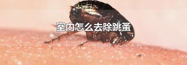 室内怎么去除跳蚤