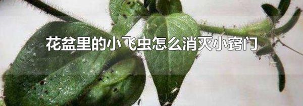 花盆里的小飞虫怎么消灭小窍门
