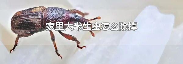 家里大米生虫怎么除掉