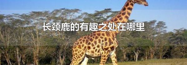 长颈鹿的有趣之处在哪里