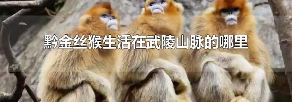 黔金丝猴生活在武陵山脉的哪里