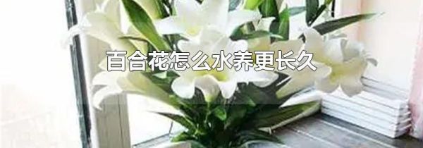 百合花怎么水养更长久