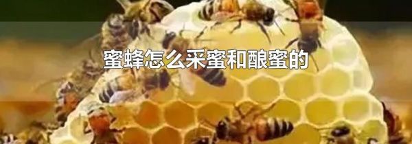蜜蜂怎么采蜜和酿蜜的