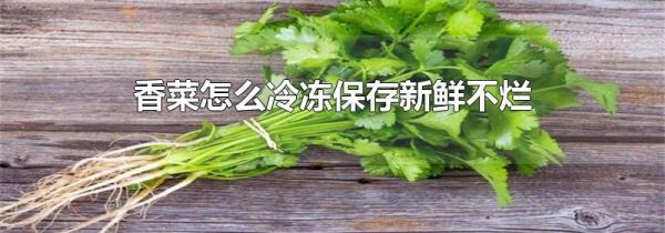香菜怎么冷冻保存新鲜不烂