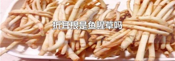 折耳根是鱼腥草吗