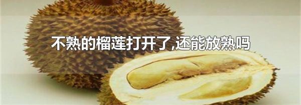 不熟的榴莲打开了,还能放熟吗
