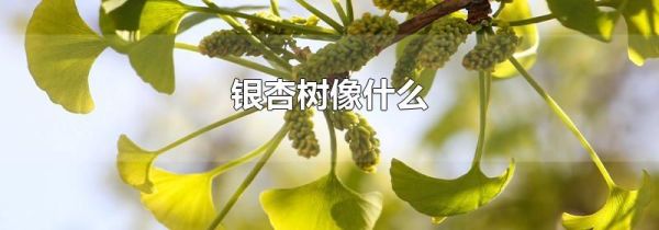 银杏树像什么