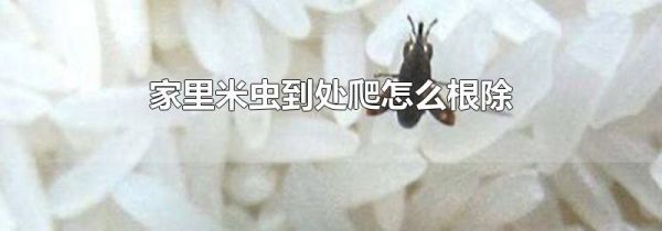 家里米虫到处爬怎么根除