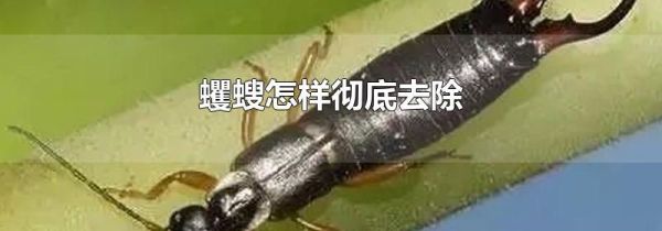 蠼螋怎样彻底去除