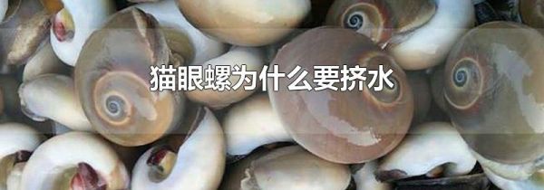猫眼螺为什么要挤水