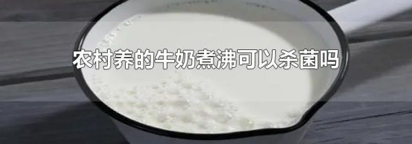 农村养的牛奶煮沸可以杀菌吗