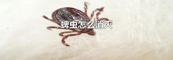 蜱虫怎么消灭