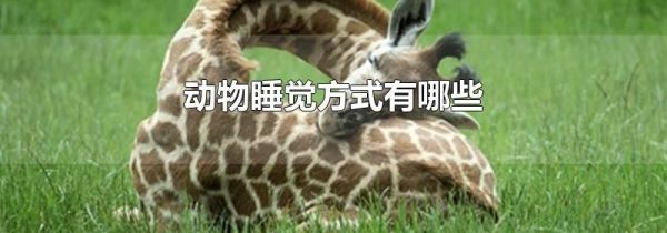 动物睡觉方式有哪些
