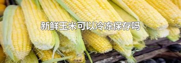 新鲜玉米可以冷冻保存吗