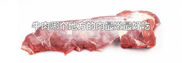 牛肉哪个地方的肉最嫩最好吃
