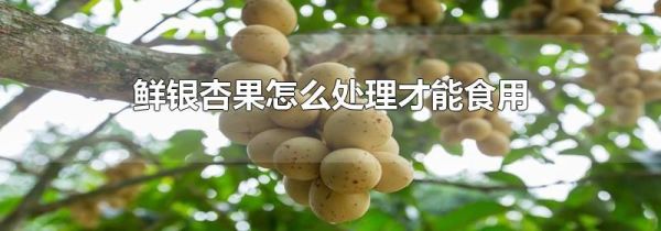 鲜银杏果怎么处理才能食用